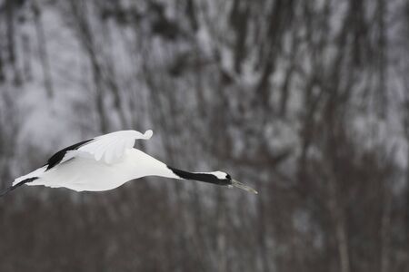 Red-Crowned Crane Flyingの写真素材