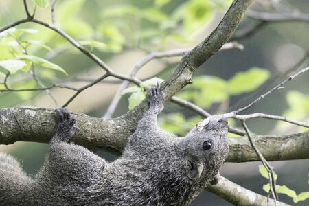 Taiwan squirrel preparing nest in Maioka Park, Yokohamaの写真素材