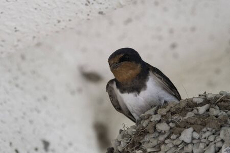 Barn swallow nesting in Ayusawa Parking Area of Tomei Highwayの写真素材