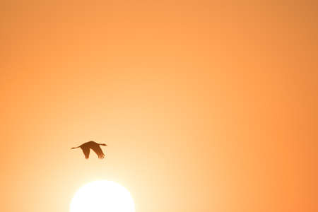 Hooded crane flying with setting sunの写真素材
