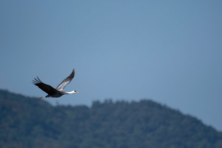 Hooded crane flying with back of forestの写真素材