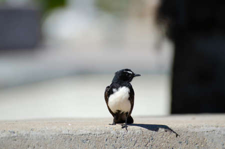 Willy wagtail in Cairns, Australia