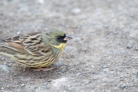 Black-faced bunting on the groundの写真素材
