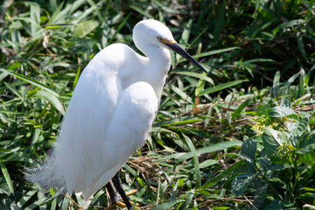 Little egret perching in bush