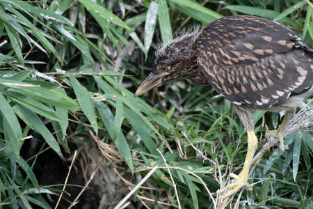 Black-crowned night heron juvenile walking