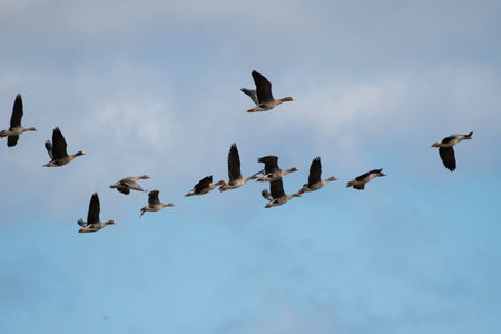 Flock of white-fronted geese flying in the blue skyの写真素材