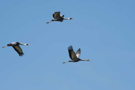 Family of white-naped cranes flying
