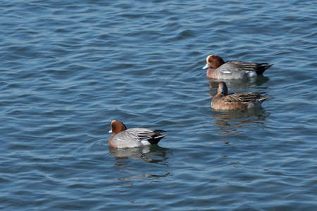 Three wigeons, two males and one femaleの写真素材