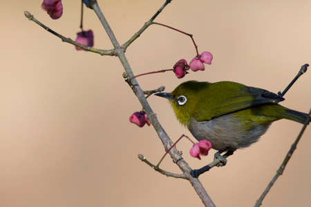 Japanese white eye with Euonymus hamiltonianusの写真素材