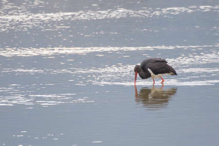 Black stork feeding on pondの写真素材