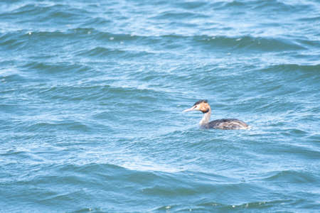 Great crested grebe in the process of moltingの写真素材