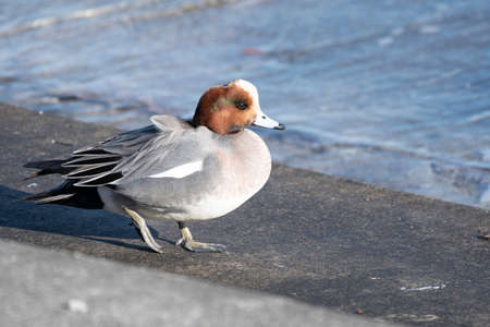 Wigeon male ashore in Tokyo bayの写真素材