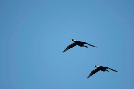 Two great cormorants flying in blue sky