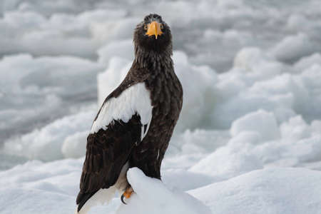 Front face of steller's sea eagle on the ice