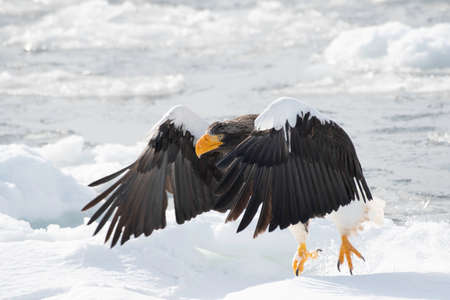 Steller's sea eagle taking off from the ice