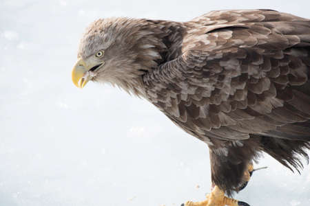 White-tailed eagle feeding on the ice