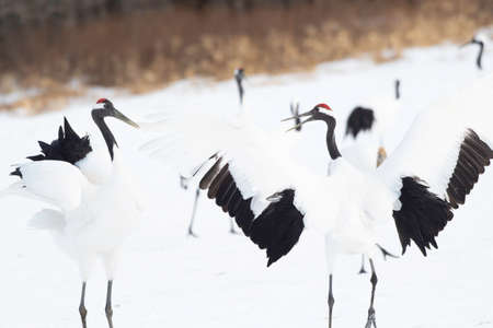 Pair of red-crowned cranes dancingの写真素材