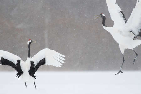 Pair of red-crowned cranes dancing in snowfallの写真素材
