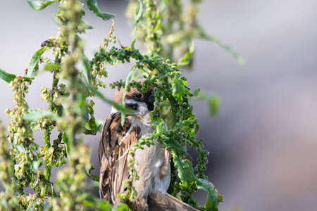Tree sparrow eating flower budの写真素材