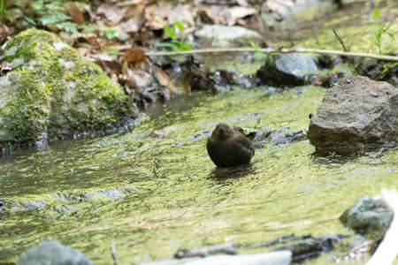 Front face of brown dipper