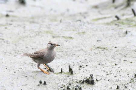 White-cheeked starling juvenile tidal flatsの写真素材