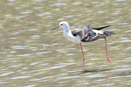 Black-winged stilt stretching on tidal flats