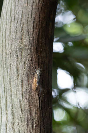 Meimuna opalifera on a trunkの写真素材