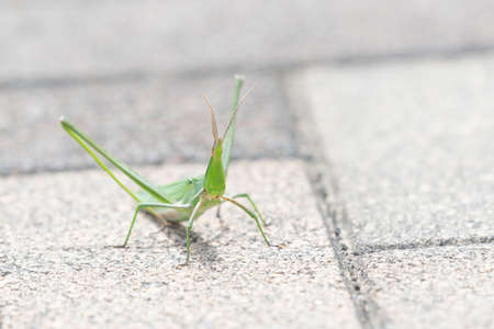 Oriental longheaded locust on the groundの写真素材