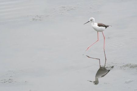 Black-winged stilt with reflection on tidal flats