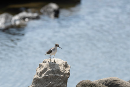 Commo sandpiper on the rock