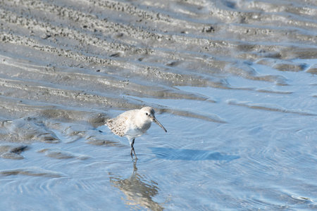 Dunlin in winter plumage on tidal flats