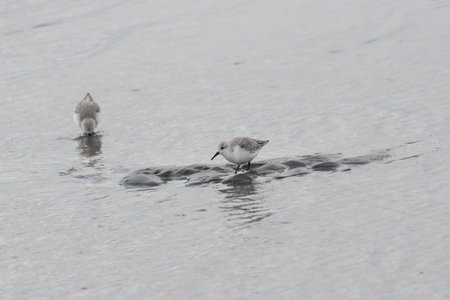 Two sanderlings on tidal flats