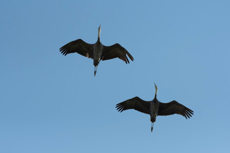 Two hooded cranes flying in blue skyの写真素材
