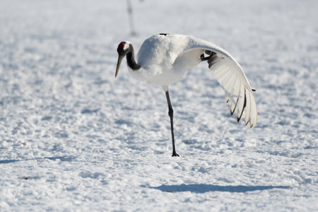 Red-crowned crane subadullt stretchingの写真素材