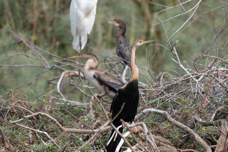 african darter