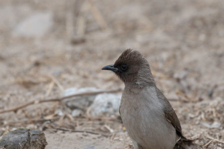 African bulbulの写真素材
