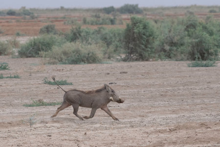 Warthog in Djoudj National Park of Birdsの写真素材