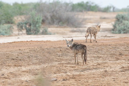 Side-striped jackal in Djoudj National Park of Birdsの写真素材