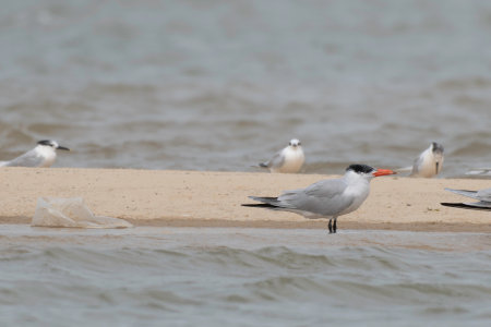 Caspian tern in Langue de Barbarie  National Park