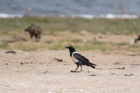 Pied crown in Senegalの写真素材