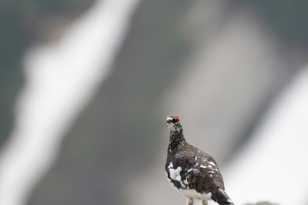 Rock Ptarmigan maleの写真素材