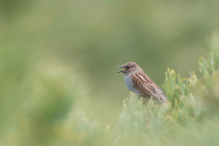 Japanese Accentor singingの写真素材