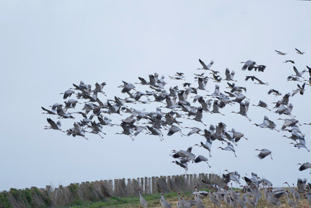 Flock of Sarus Cranes taking offの写真素材