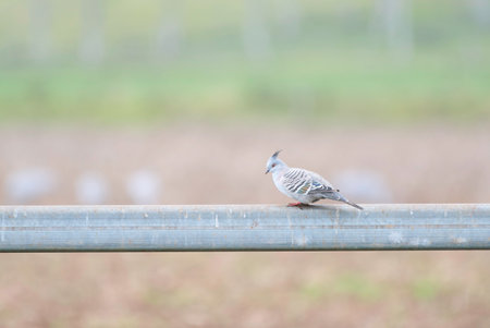 Crested Pigeon perched on fenceの写真素材