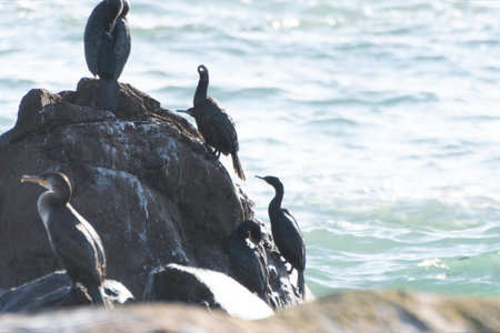Pelagic Cormorants on sharp slope of rockの写真素材