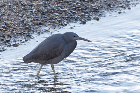Reef Heron black typeの写真素材
