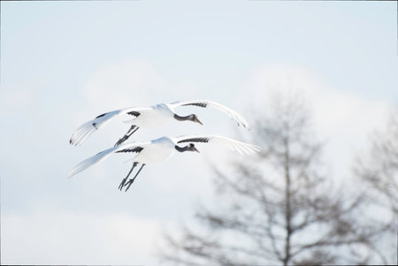 Two Red-crowned Cranes, one adult and one juvenile, coming flyingの写真素材