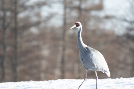 White-naped Crane on snowの写真素材