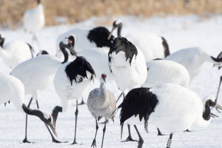 Pair of Red-crowned Cranes whoopingの写真素材