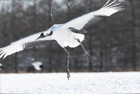 Red-crowned Crane landingの写真素材